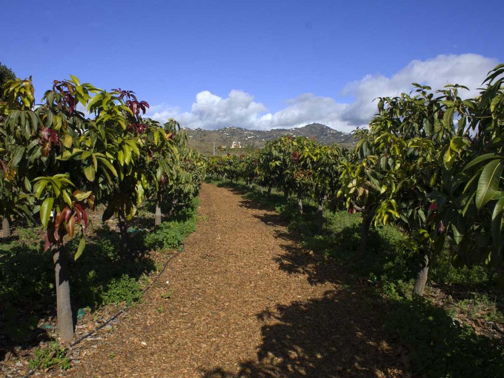A plantation of tropical trees
